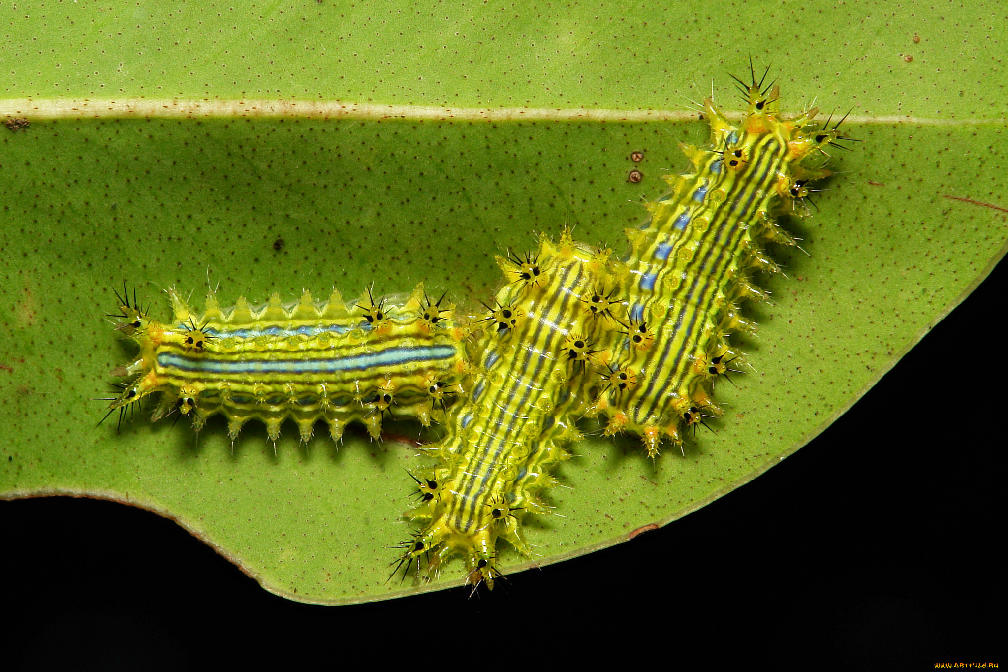 , , itchydogimages, , , 